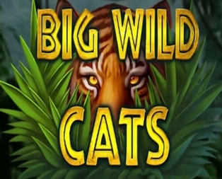 Big Wild Cats