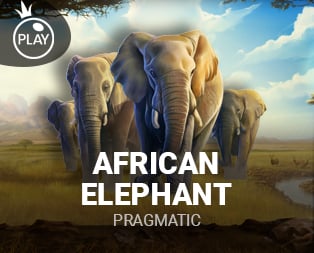 African Elephant