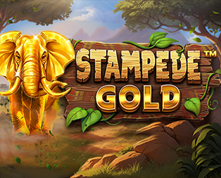 Stampede Gold