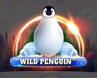 Wild Penguin