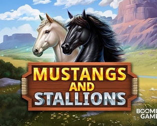 Mustang and Stallions